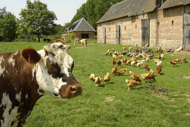 Nous offrons des services d'élevage de bétail de qualité supérieure, mettant l'accent sur le bien-être animal et l'optimisation des ressources. Nos techniques d'élevage modernes assurent des produits sains et respectueux de l'environnement.